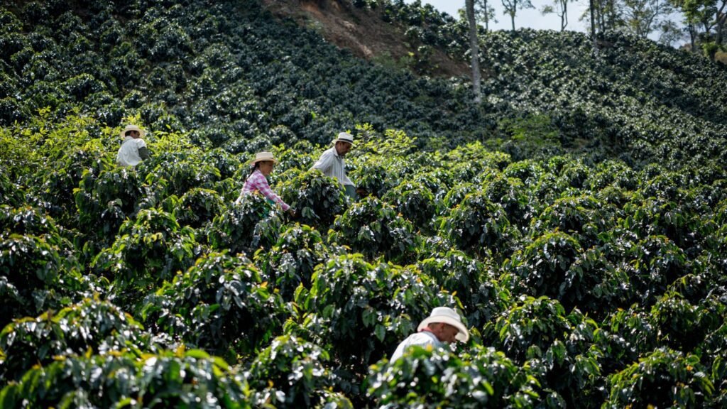 La ruta del café en Manizales más allá de la ciudad