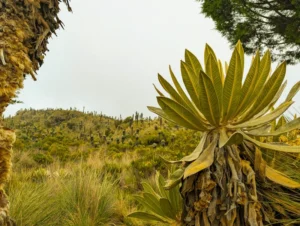 Tour Comaprte Manizales desde el Hotel Piedras de Maní para visitar el nevado y visitar los frailejones