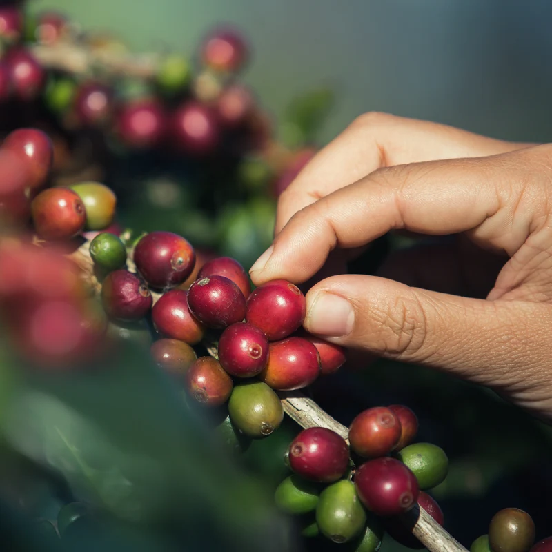 Coffee tour Manizales comparte desde el hotel piedras de mani